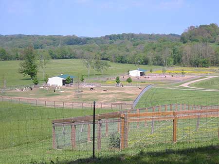 alpaca farm