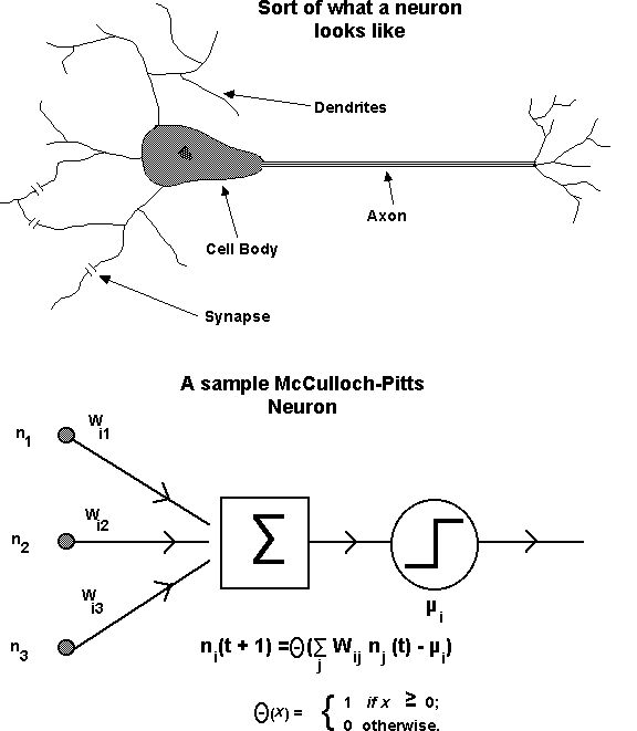 Neurons